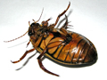Dytiscus marginalis